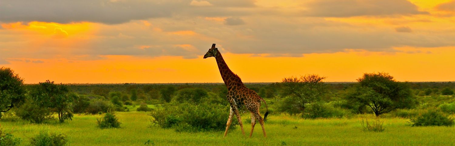Giraffe at Kruger National Park, in northeastern South Africa, one of Africa’s largest game reserves