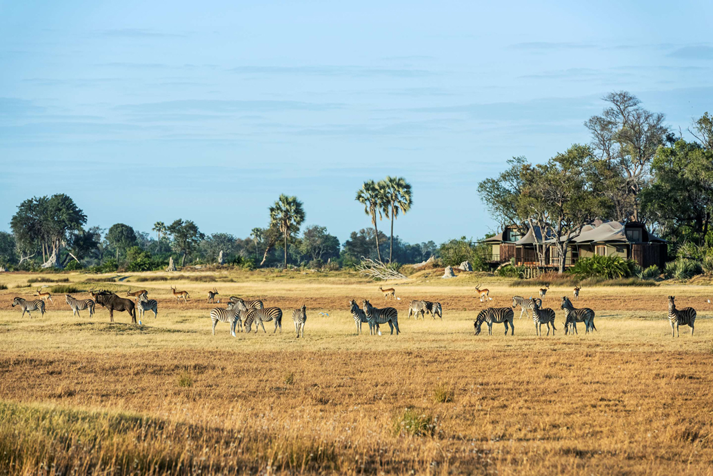 Xigera Safari Lodge with wildlife in the fields.