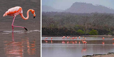 Flamingos in the water with mountains in the background